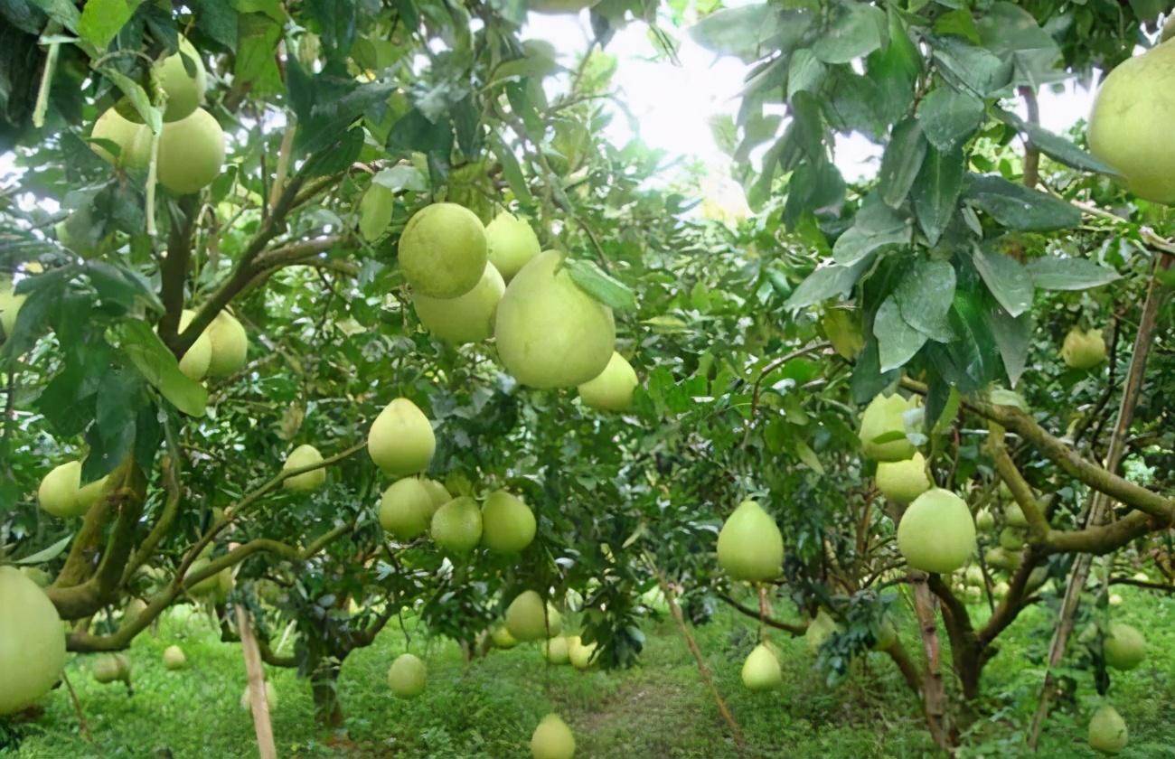 日本香柚种植基地图片