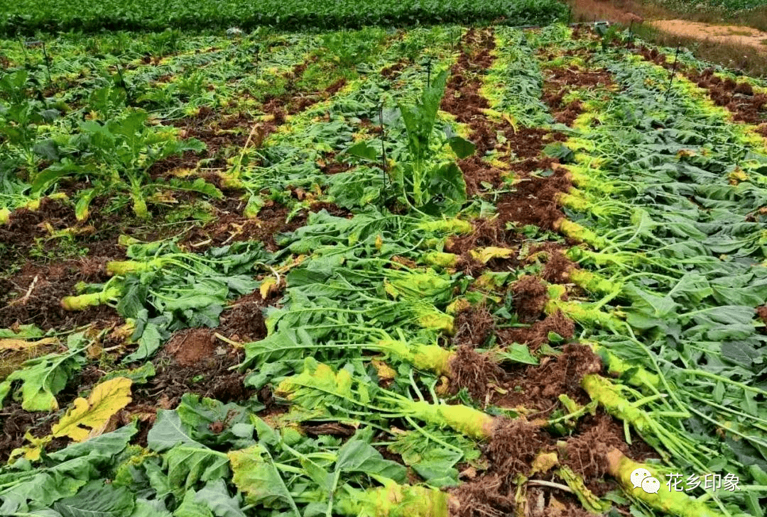 南鄉鎮大頭菜種植有奔頭