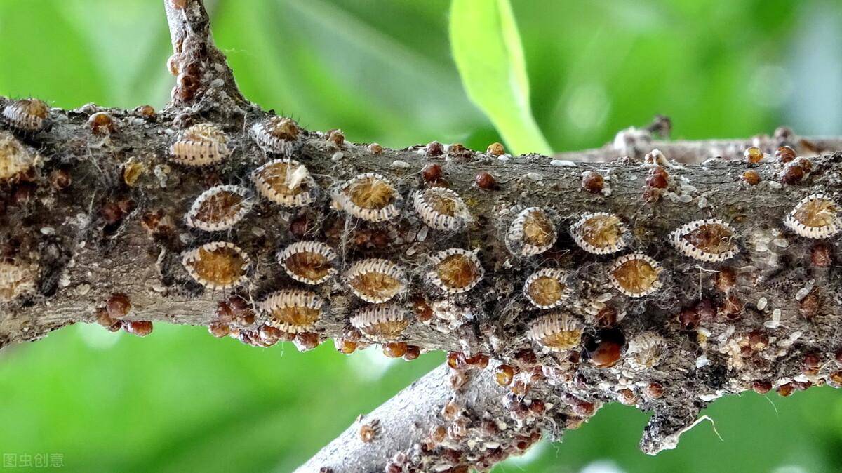 机油乳剂是蚧壳虫的克星,更是果农种植果树的福利_害虫_防治_保护