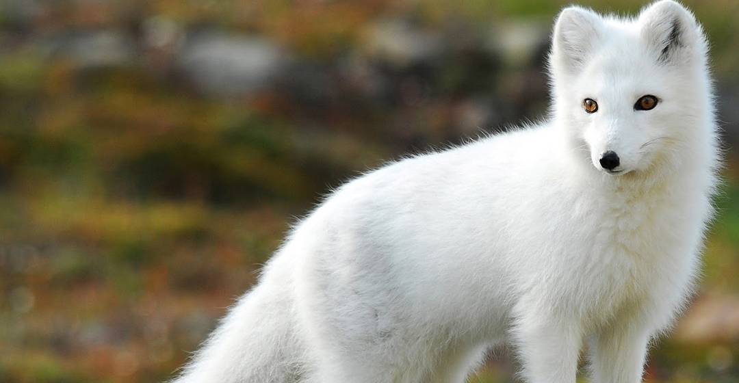 靠一张方脸走红的藏狐,对维持草原生态有突出的贡献_狐狸_生活_形象