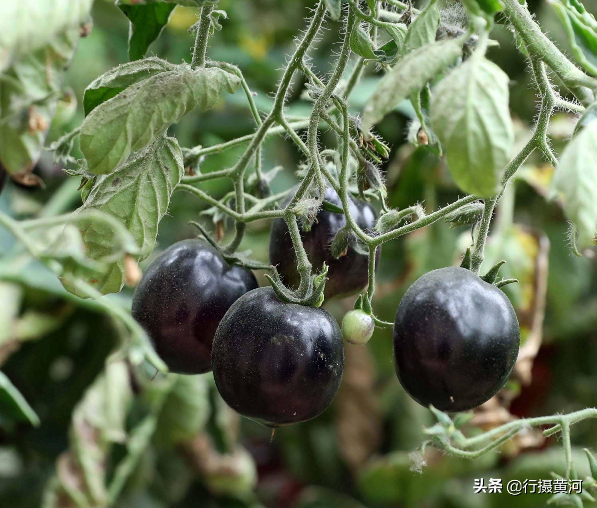 生大棚里种出稀有黑番茄,成熟后却让市民免费采摘_种植_西红柿_小任