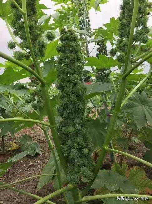 蓖麻有一种特殊用途,怎么种植蓖麻的人越来越少了?