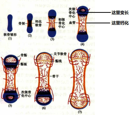 儿童干骺端解剖图图片