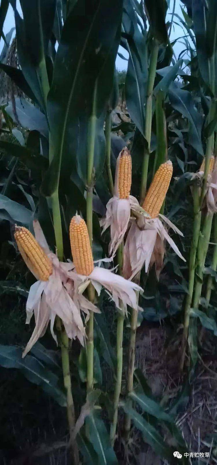 中储草高能玉米超高产种植模式_秸秆_宽窄行_株数