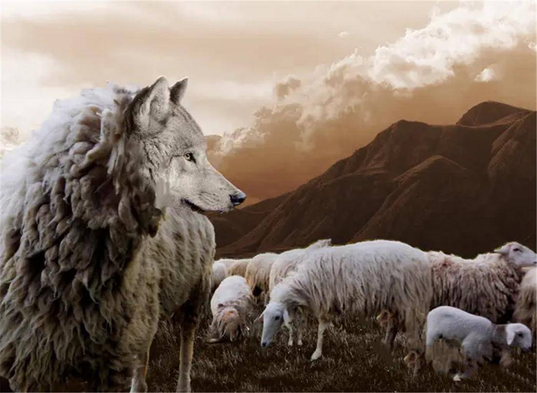 小兴安岭出现一群狼，咬住羊耳朵往山里赶，羊不情愿往前走就用尾巴抽打羊屁股