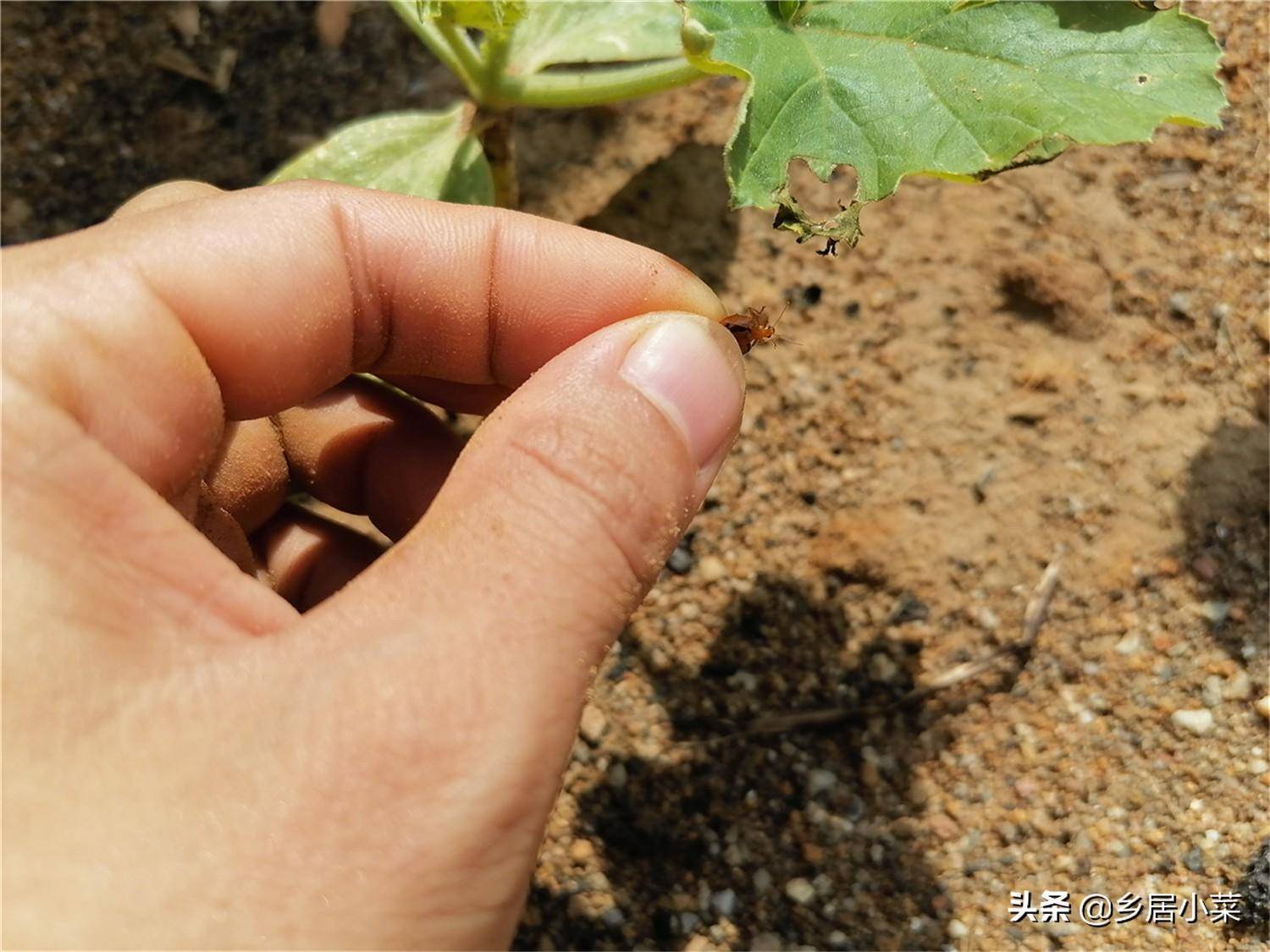 种菜只为果或叶？天暖种植两种家常蔬菜，嫩茎叶果实皆可吃太划算