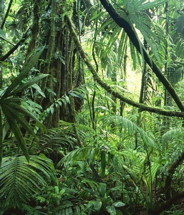 亚马逊热带雨林看似人间天堂，实则人类禁区，那到底有多恐怖呢？