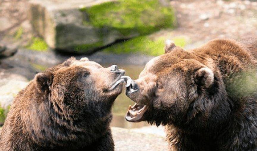 他护熊13年却被吃掉,死前一刻录音被禁止传播_灰熊_提摩西·_食用动物