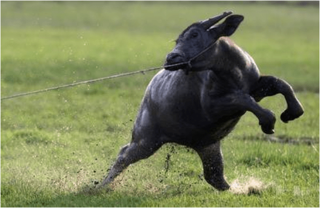 一头牛被石头绊了一下,下秒牛脾气瞬间上来了,镜头拍下全过程_主人_牛