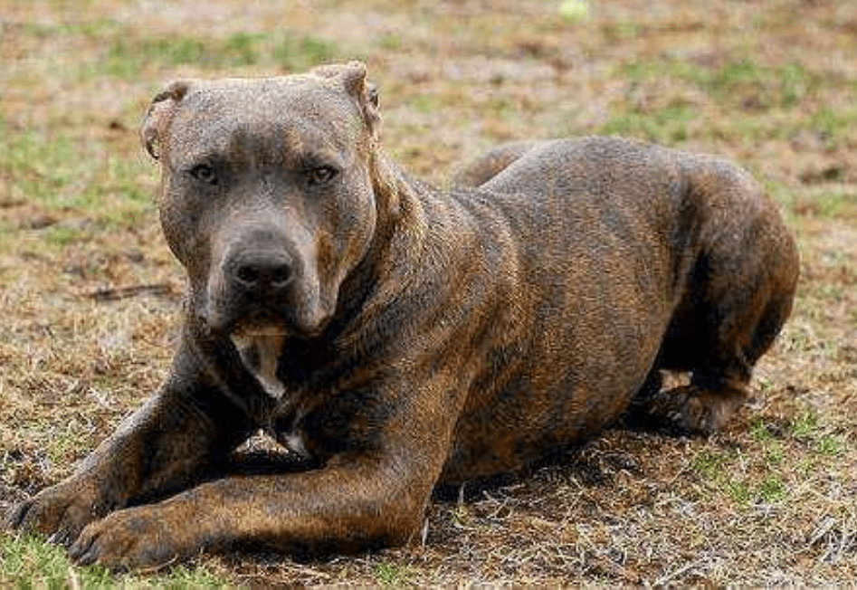 当比特犬遇上狼,秒变小媳妇,网友:血脉压制真的存在!