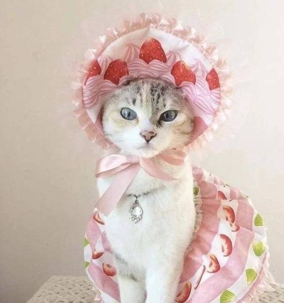 所以说"没有丑的猫咪,只有懒惰的主人",如果你是铲屎官,赶紧和你的喵