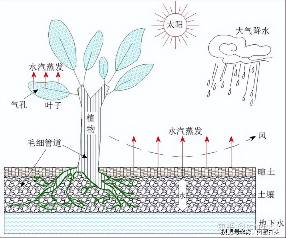 湿度主要靠降水和蒸发调节,但降水和蒸发不能仅凭总量判断,而应认真