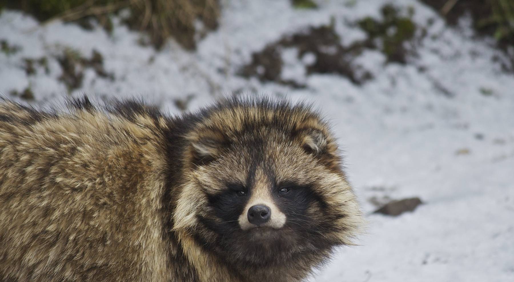 化狸:日本传说中的妖怪,爱喝酒捉弄人,会用树叶变身