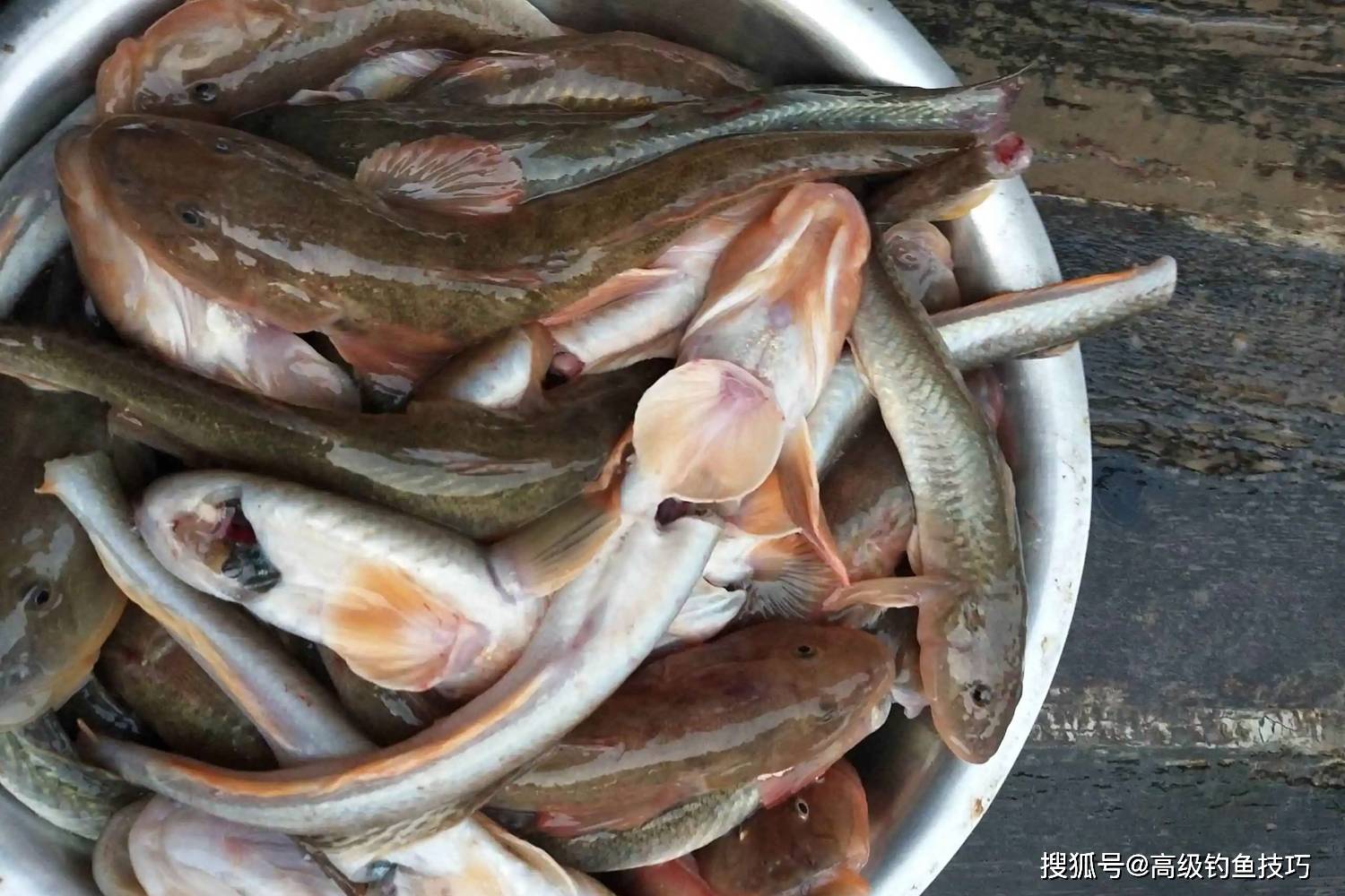 秋天钓海鲶鱼,那是非常的过瘾,秋季钓海鲶鱼的4个