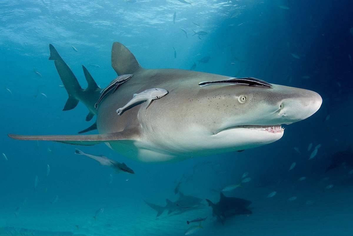 原创头上有个鞋底板敢在鲨鱼身上撒野吸盘鱼有什么特殊技能