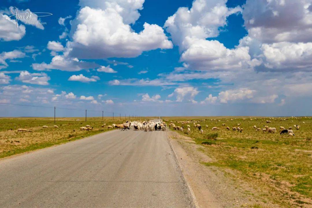 自驾内蒙古，一路风景毫不逊色于G318，不过得当心羊群横穿马路