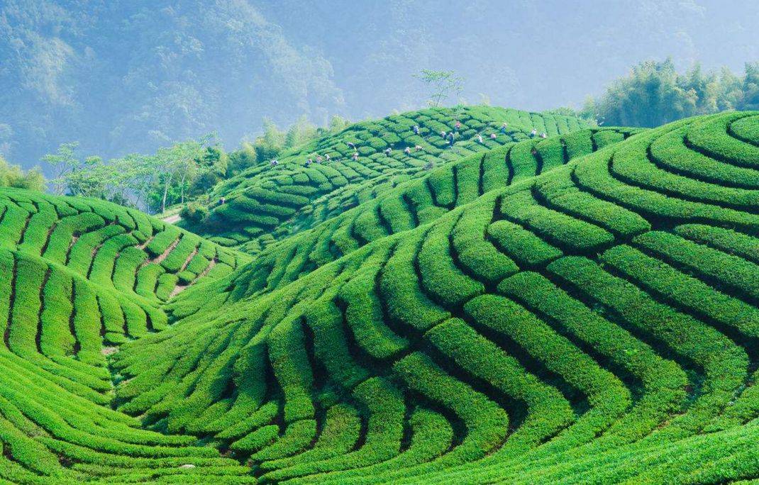 高山出好茶_茶树_名茶_云雾