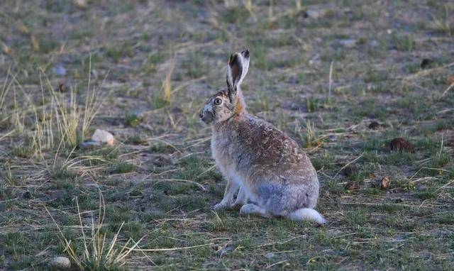 原创西藏的野兔那么多为什么说不能随意吃西藏的野兔呢