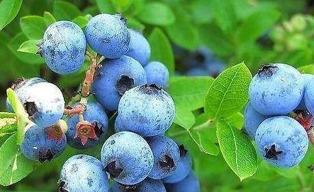 女性到了中年 不妨多吃四种食物 美白护肤 抗衰老 美容养颜 秋葵 身体 视力