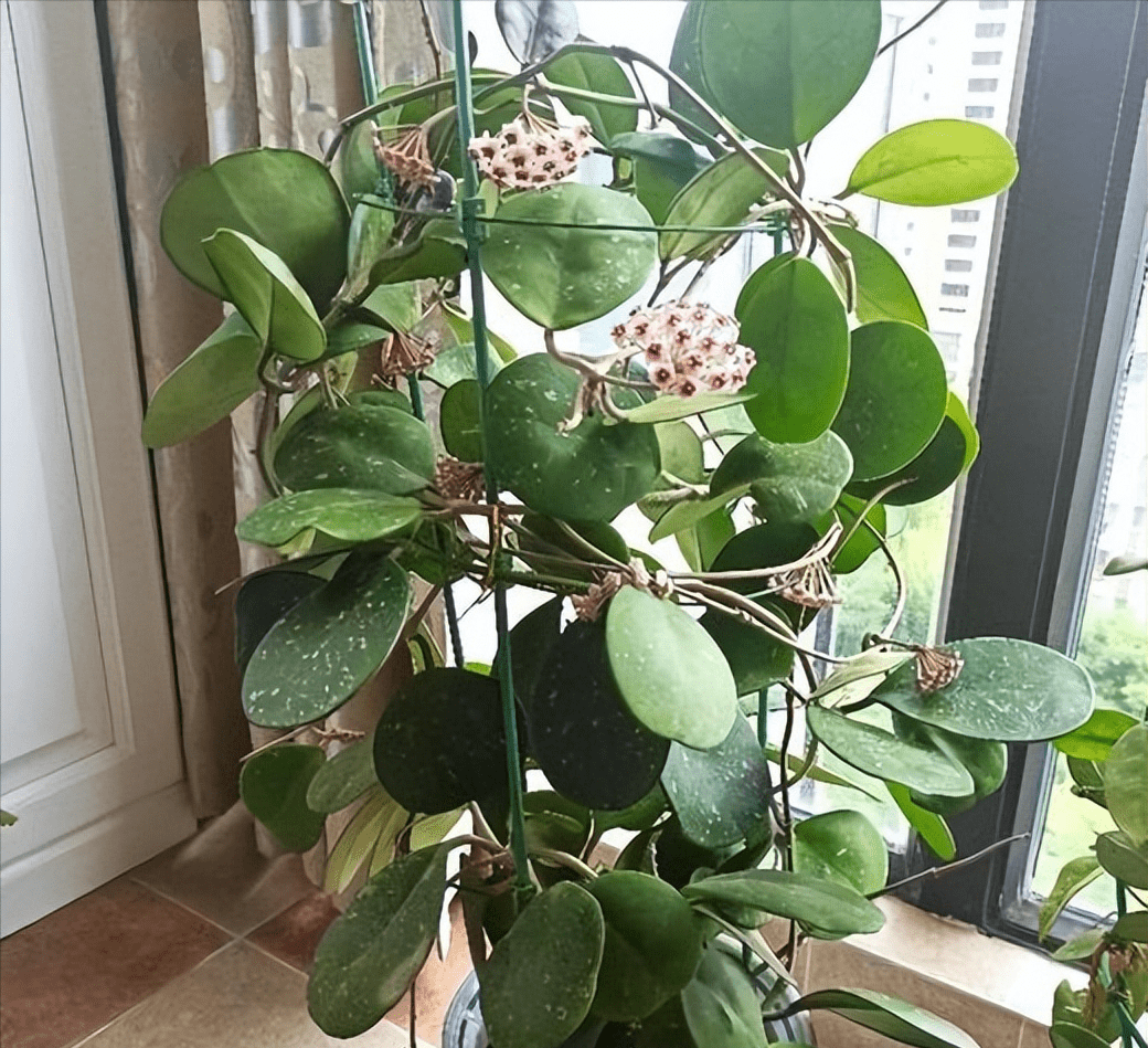 一款浪漫十足的心形球兰,造型别致惹人爱,轻松爆盆开花美_植株_叶球