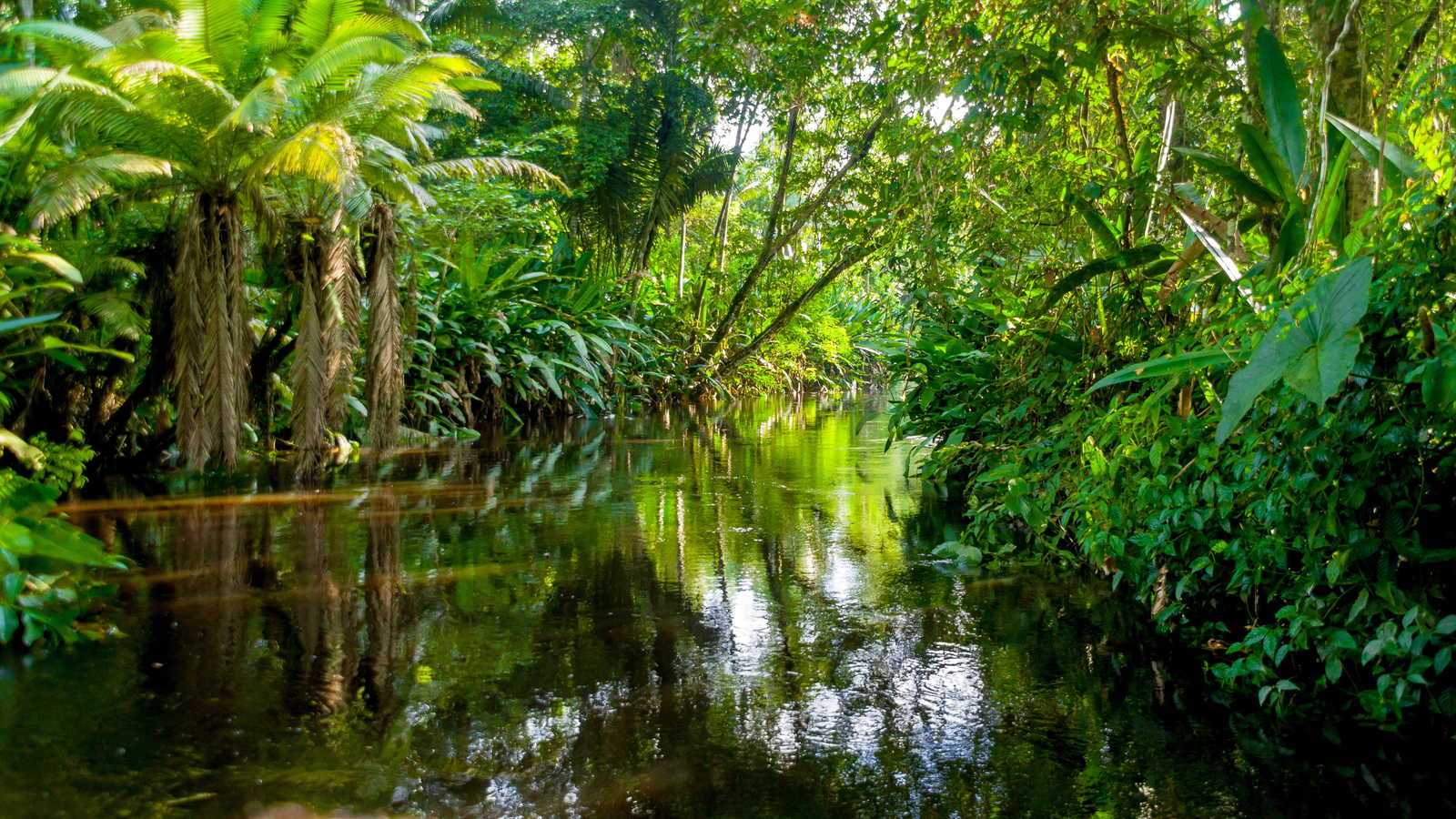 可怕的亚马逊河：与长江相比它厉害在哪？为何没人敢下河游泳？