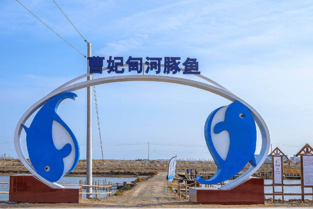 现如今,河北曹妃甸十里海河豚小镇的红鳍东方豚,似乎成了这道美食的