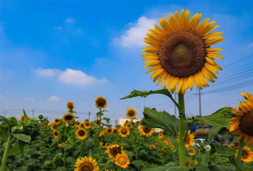 夏日烂漫 共赴常州天宁那片向日葵花海