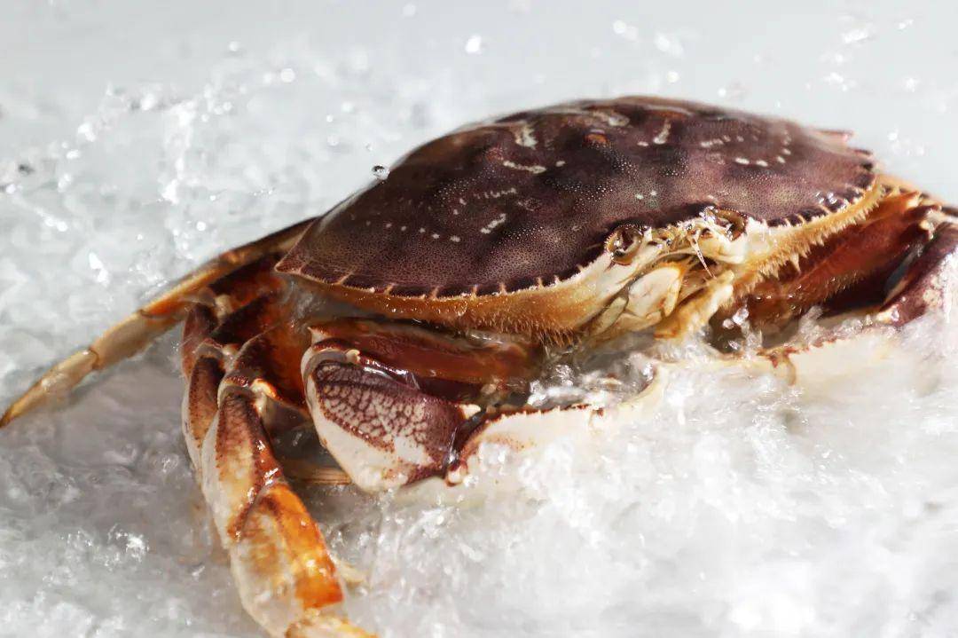 畅飨一夏 蟹力全开_crab_梭子蟹_meat