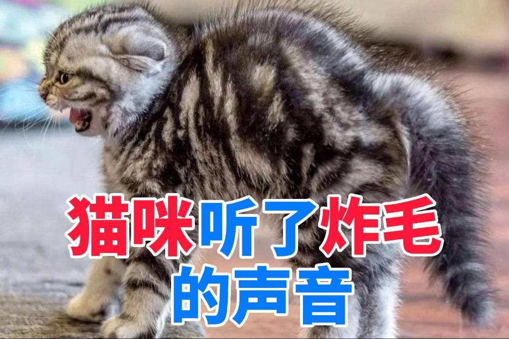 猫咪听了炸毛的声音