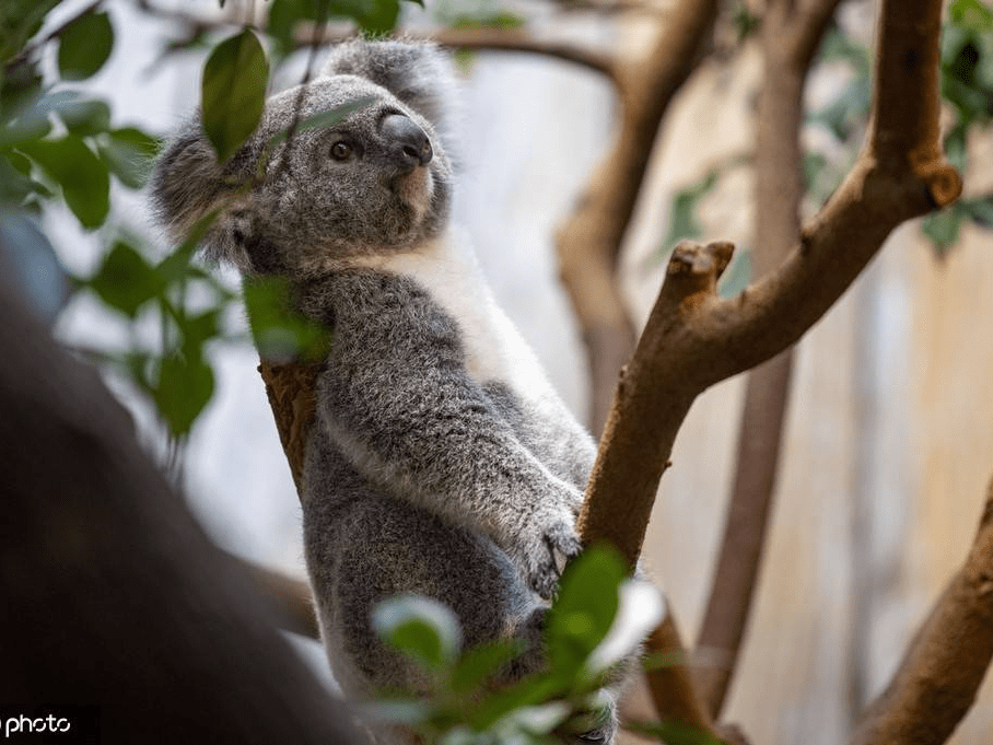 萌萌哒!德国杜伊斯堡动物园考拉双胞胎亮相-搜狐大视野-搜狐新闻