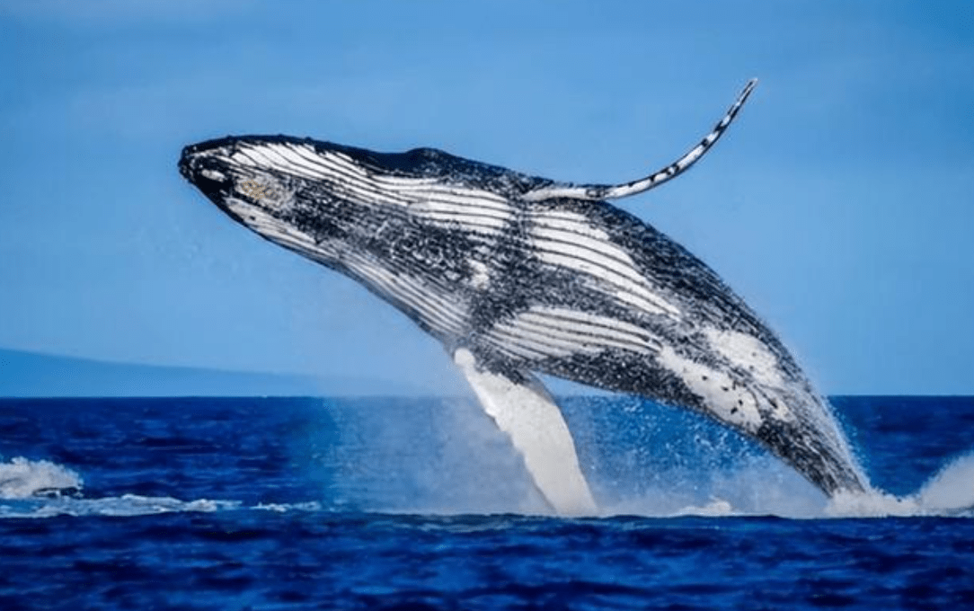 在西方人传统的视角中,鲸鱼可以说是全身是宝.