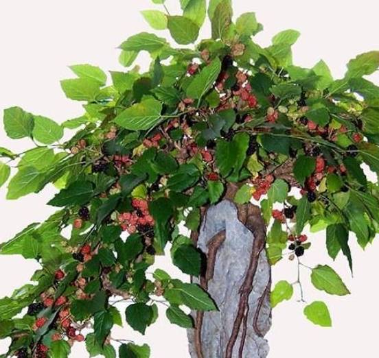 桑树,1年幼苗长成老桩,欣赏价值高,还能采摘天然美味_进行_盆景_修剪