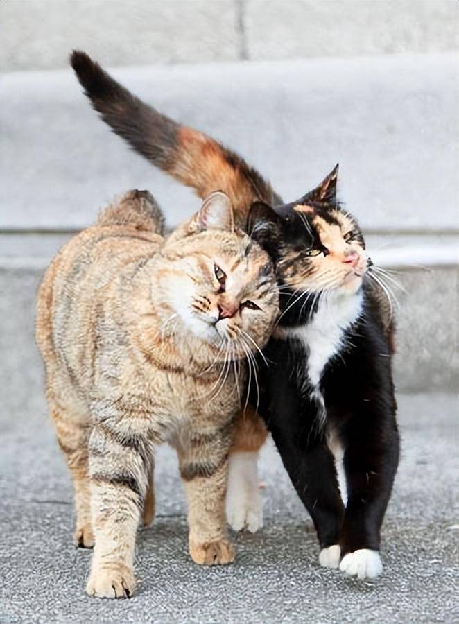 猫咪尾巴,竟然有如此功能,怪不得猫咪九条命!_作用_时候_运动