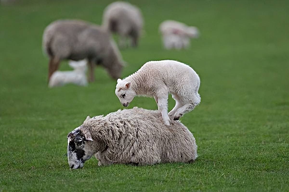 羊羔儿|摄影|动物|Y阿九 - 原创作品 - 站酷 (ZCOOL)