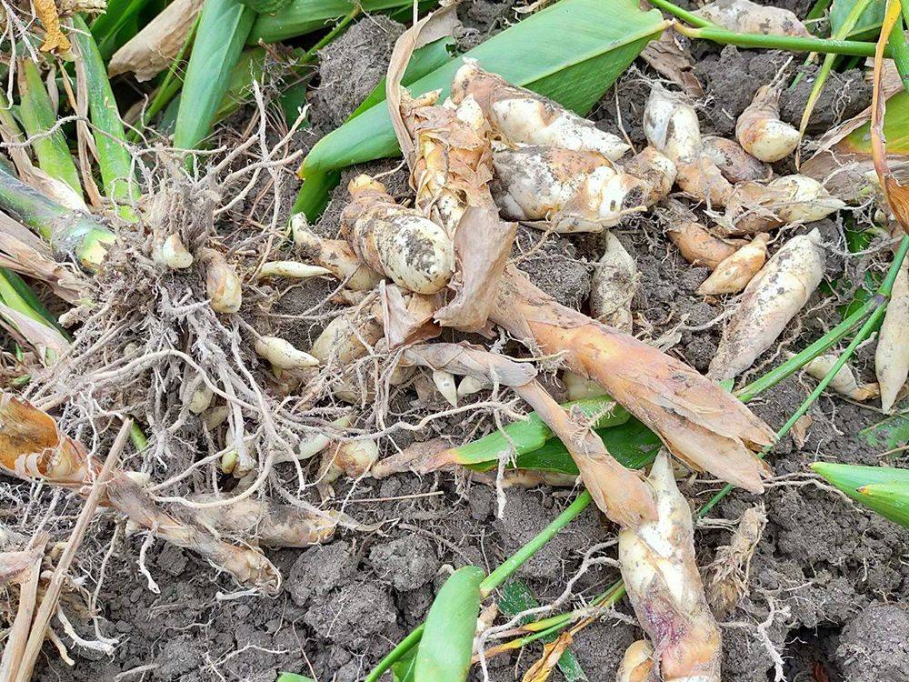 这种薯冬天种冬天收,生长期1年,打成粉40元/斤,但种植的人很少_粉条