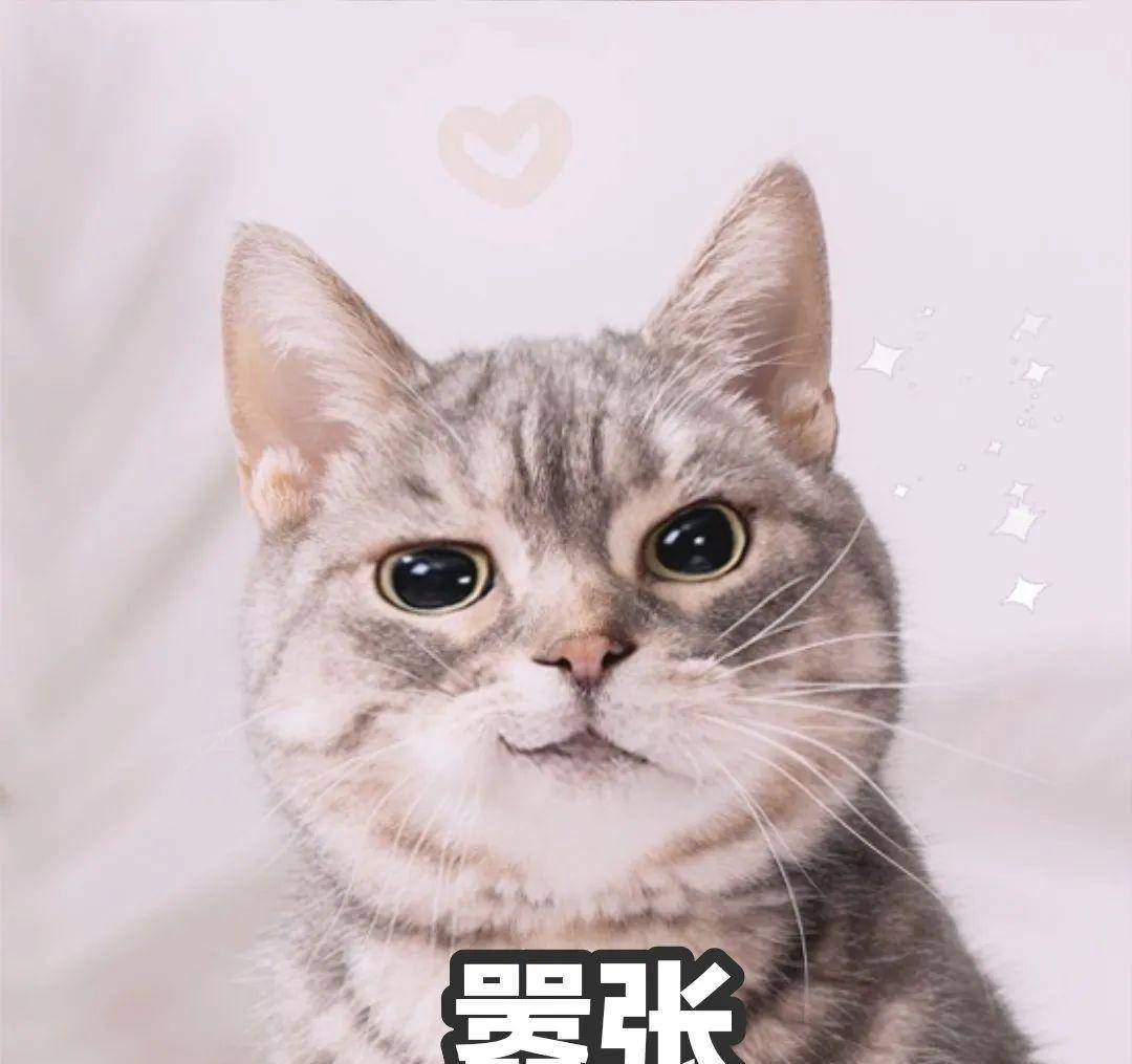 真正的躲猫猫大赛!我眼睛都快找瞎了,也没找全这15只猫