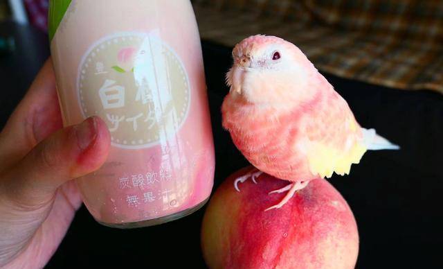 最受女孩子喜欢的五种鹦鹉,金太阳仅排第四,第一名葵花鹦鹉_女生_玄凤