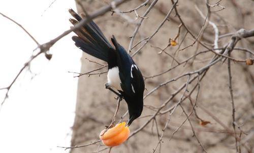 难处理,喜鹊的肉是臭的,不管是给狗还是给猫,见到喜鹊肉都是避而远之