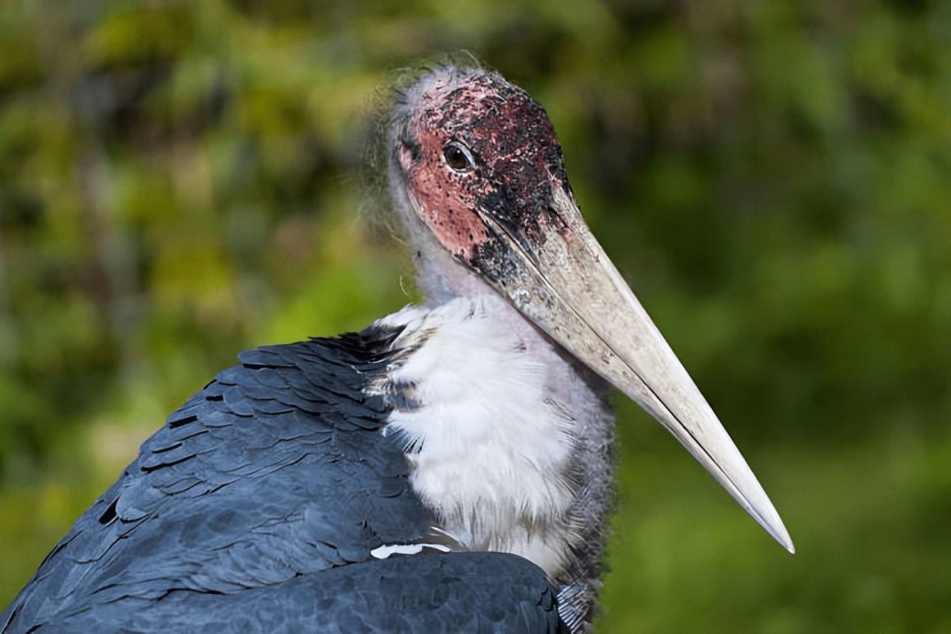 "世界最丑的鸟"非洲秃鹳,喜欢吃腐肉的它,为何受到人类喜爱?