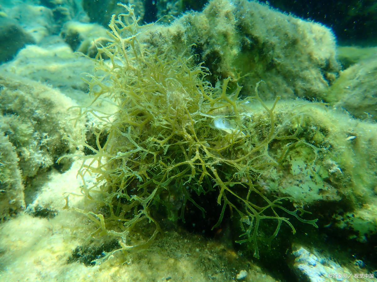漂海藻别名图片