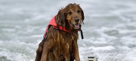 这样的教育方式害人害己,趁早改变它!_朋友_动物_宠物