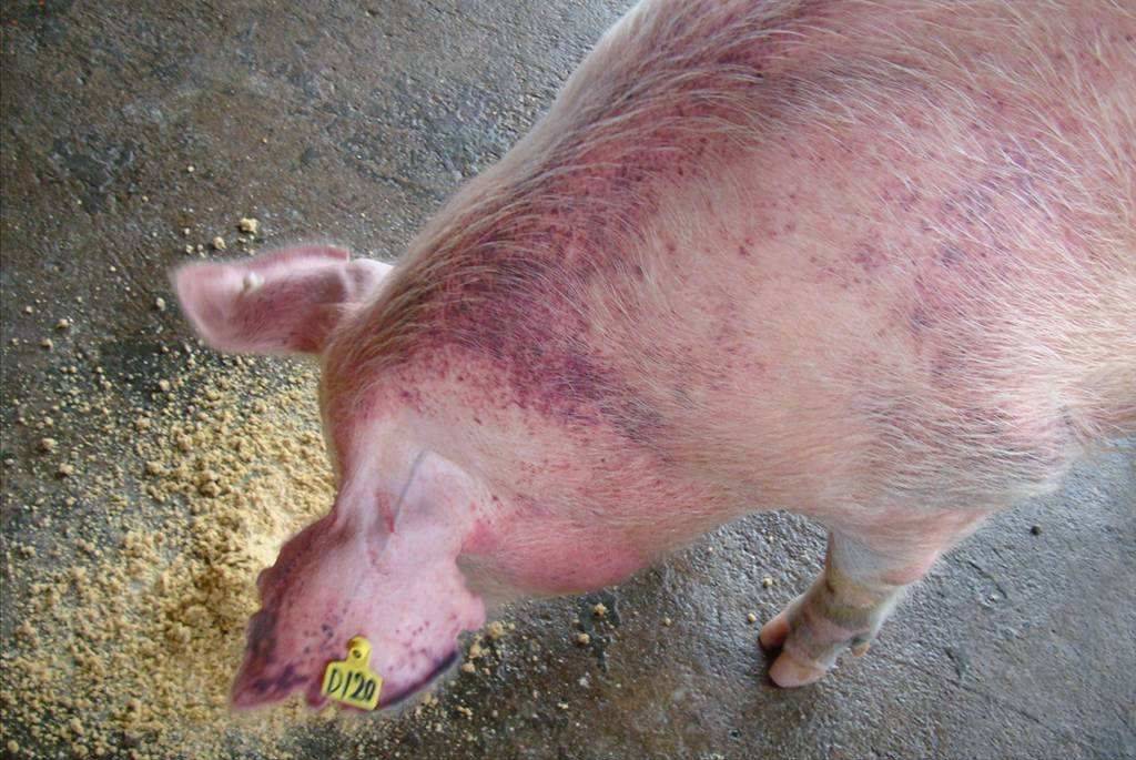猪皮肤有出血点是什么病?猪皮肤有出血点怎么治疗?本文来解答!