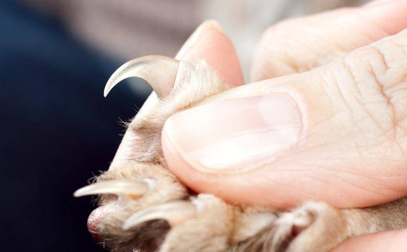 给猫咪剪指甲不小心剪出血了,该怎么办,几个小技巧避免伤到猫咪_处理