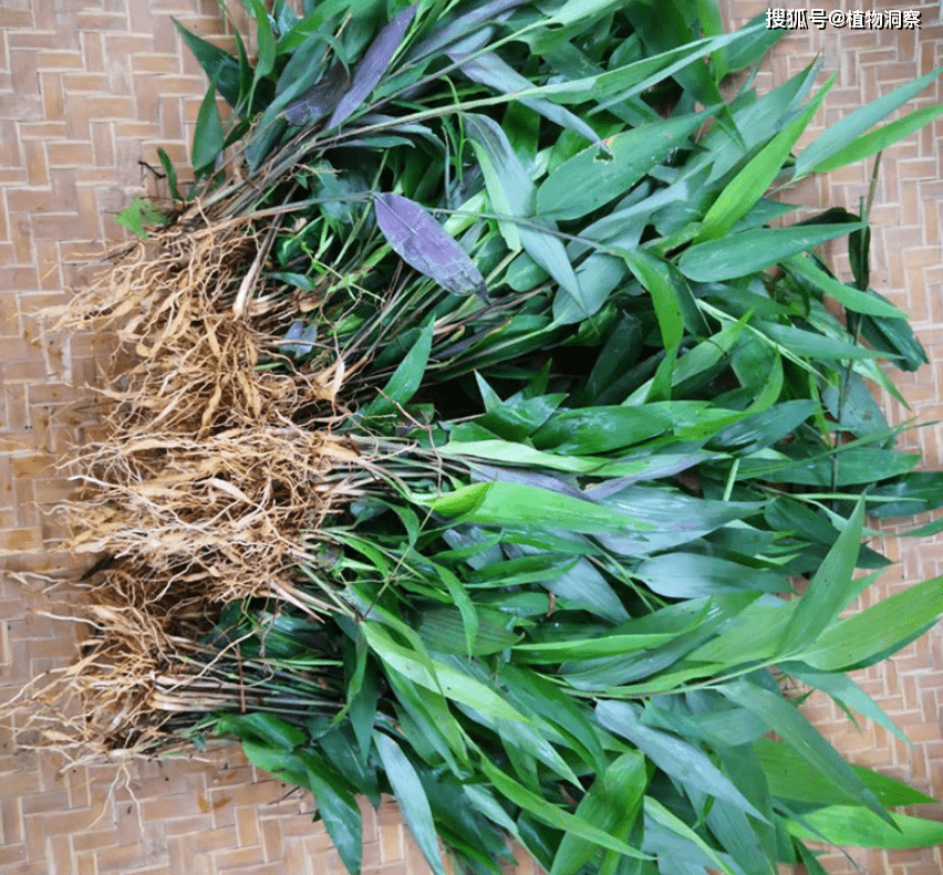 农村1种植物,长得酷似竹子,老人常摘它来泡茶喝,妙用多多!
