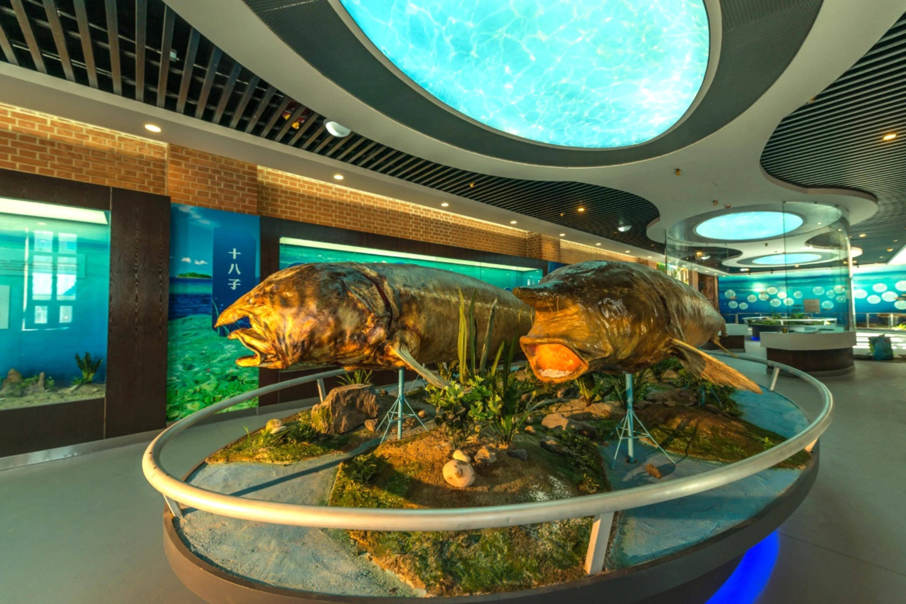 黑龙江抚远:擦亮"冷水鱼都"名片 让冷水鱼"游"向全国_繁育_发展_养殖