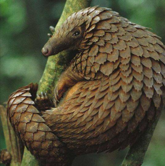 天然野生動物白蟻的天敵-金甲戰神穿山甲_洞穴_鱗片_鱗甲