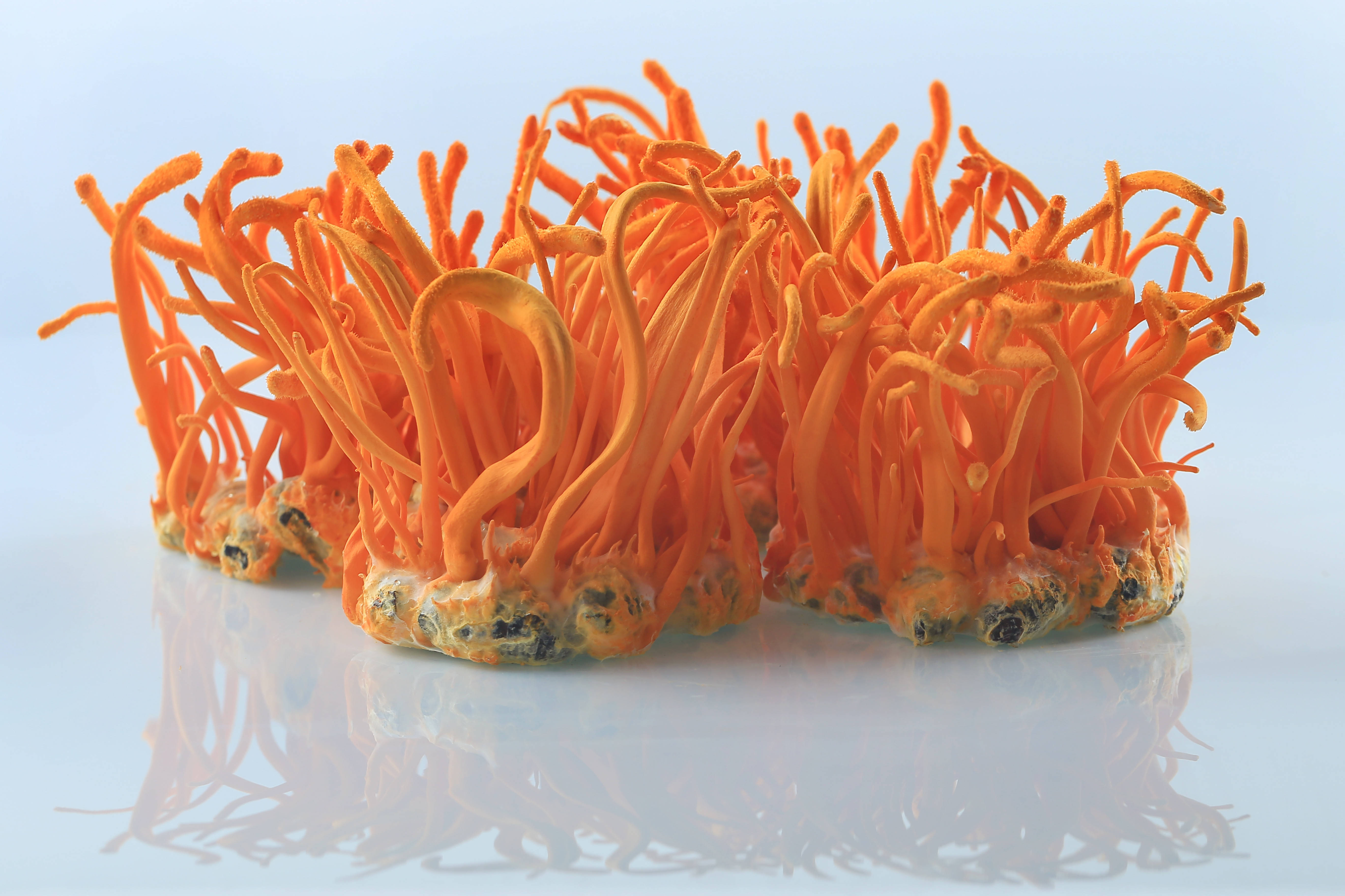 国民健康意识提升 未来家园蛹虫草备受老中青群体青睐_消费者_保健品_