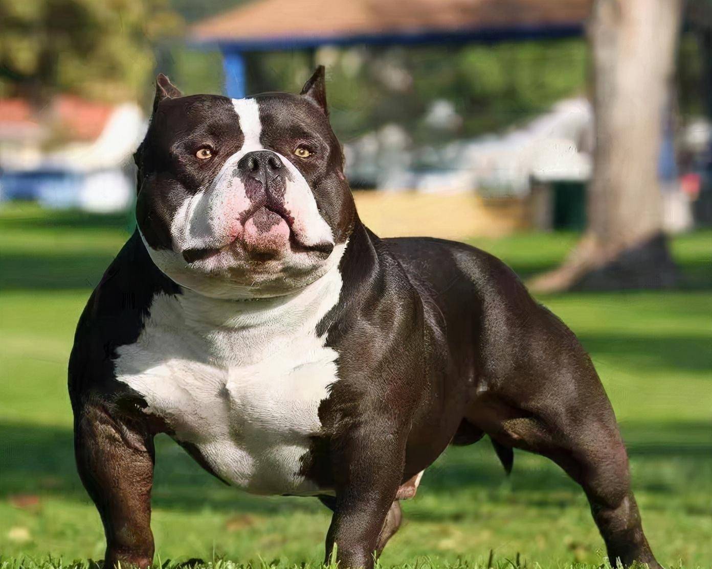 他们设想通过结合比特犬的强悍身躯和粗犷的外表,同时又能有斯塔福犬