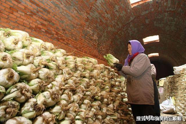 如果是家在农村并且有地窖的朋友,用地窖来储存白菜是再合适不过了.
