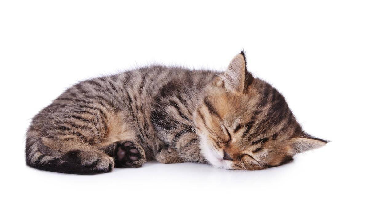 猫晚上睡觉吗？是如何睡觉的，睡眠的时间有多长_搜狐网